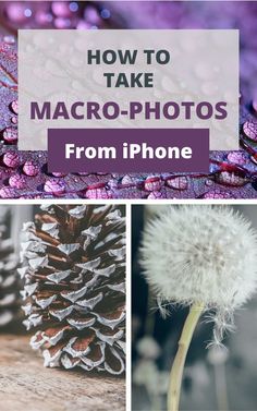 How To Take Macro Photos Like a Pro With Your iPhone - Mobile Photography Tips. Want to use your iPhone like a professional photographer? Learn how to take cool macro photos just using your iPhone. Beginner Photography Camera, Iphone Camera Tricks, Mobile Photography Tips, Macro Photography Tips, Macro Photography Nature, Photo Fix, Manual Photography, Digital Photography Lessons, Photography Tips Iphone