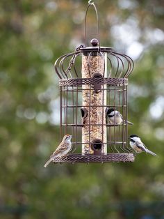 three birds sitting on top of a bird feeder