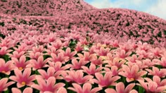 pink flowers are blooming on the side of a hill