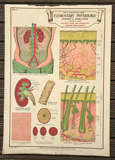 an old medical poster shows the anatomy of the body