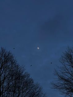 birds flying in the night sky over trees