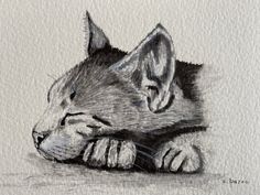 a pencil drawing of a cat laying down