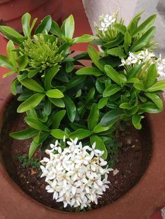 a potted plant with white flowers in it