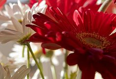 red and white flowers in a vase with water droplets on the petals, closeup