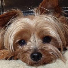 a small brown dog laying on top of a couch