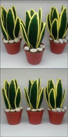 four pictures of different types of cactus in small pots