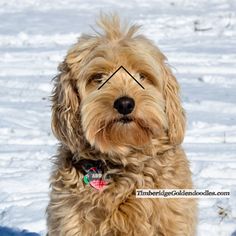 a brown dog sitting on top of snow covered ground