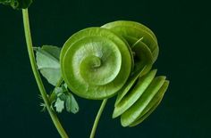 a close up of a plant with green leaves and a snail on it's back