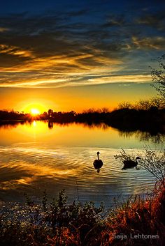 two ducks are swimming in the water at sunset