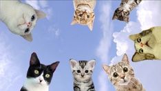 many cats are looking up at the sky