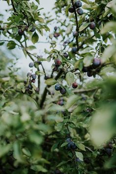 the fruit is growing on the tree and ready to be picked from it's branches