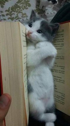 a kitten is holding onto an open book