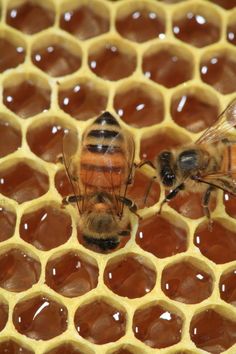 two bees on honey cells with water in the middle and one is looking at it