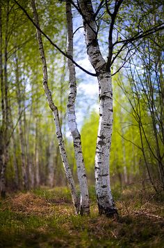 two white birch trees standing in the middle of a forest