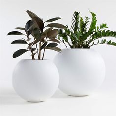 two white vases with plants in them sitting side by side on a white surface