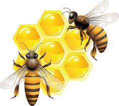 two bees are sitting on top of a honeycomb