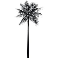 a black and white photo of a palm tree with no leaves on the top, in front of a white background