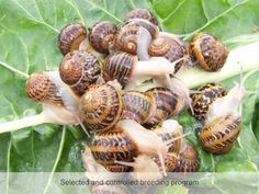 several snails crawling on the leaves of a leafy green plant, with text overlay that reads select and controlled bridling program