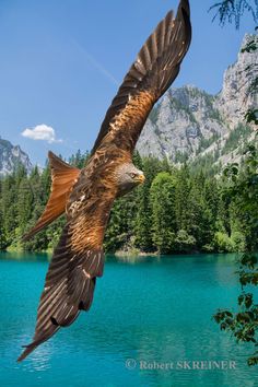 a large bird flying over a lake with trees in the background and mountains in the distance