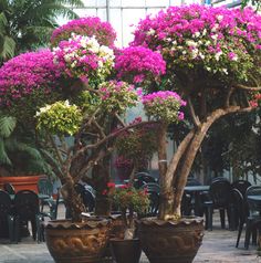 two large potted trees in front of tables and chairs with purple flowers on them