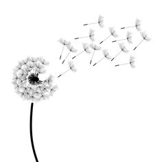 a dandelion blowing in the wind on a white background