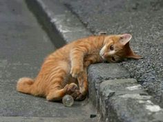 an orange cat laying on the ground next to a brick wall with caption that reads, me when my phone is on charging