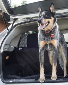 a dog sitting in the back of a car with it's trunk open and tongue out