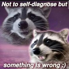 two raccoons with captioning not to self - diagnose but something is wrong