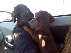 two dogs are sitting in the back seat of a car and one is looking out the window