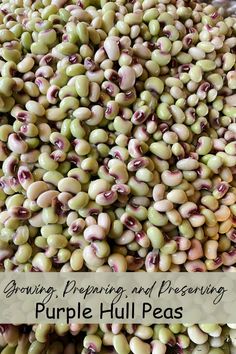 purple and green peas are piled up in a pile with the words growing preparing and presenting purple hull peas