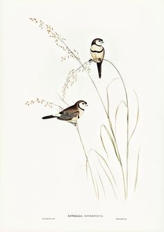 two birds sitting on top of tall grass