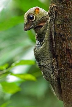 a small bird perched on the side of a tree