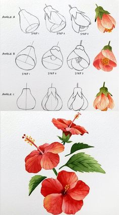 some flowers are shown in different stages of blooming and being drawn by someone's hand