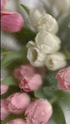 some pink and white flowers are in the rain