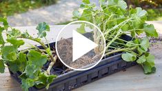 a video demonstrating how to grow and care for the plants in your yard or garden