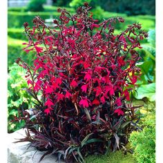 a bush with red flowers growing out of it's center surrounded by greenery