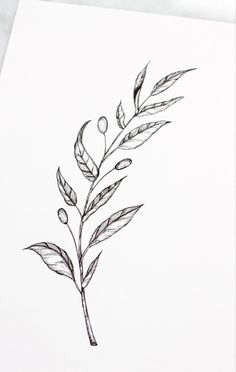 Olive Tree Tattoo, Olive Tree Tattoos, Tree Branch Tattoo, Tattoo Tree, Family Tree Tattoo, Muster Tattoos