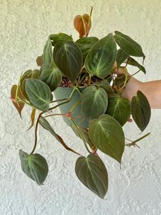 Heart shaped velvety greenish bronze leaves on Philodendron Micans -Houseplant411 Micans Philodendron, Philodendron Micans, Live Indoor Plants, Household Plants, Plants Are Friends