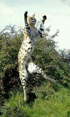 a cat standing on it's hind legs in the grass with its paws up