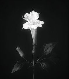 a black and white photo of a flower