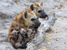 two hyenas sitting next to each other on top of a tree branch in the sand