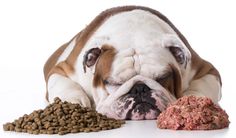 a dog laying on the ground next to a pile of food with it's eyes closed