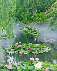 water lilies are blooming in the pond with mist rising from it's banks