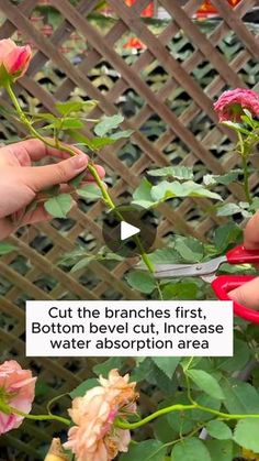 53K views · 668 reactions | Extract roses easily at home #gardening #gardentools #gardeningtools #tool #tools #gardeningmakemehappy #handtools #cooltools #satisfying #gardeners #gardeninspiration #gardening #trees #tree #treesofinstagram #treestreestrees #treestagram #gardeningtips | Pro Gardening | Pro Gardening · Original audio Propagate Roses, Planting Techniques, Propagating Roses, Plant Tips, 50k Views, Plant Hacks, Fertilizer For Plants, Plant Guide, Home Gardening