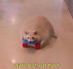 a white and brown ferret playing with a toy on the floor that says skate fast, eat trash