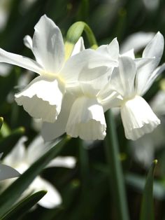 the white flowers are blooming in the garden