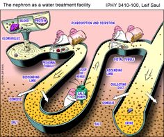 a cartoon depicting the effects of water treatment in different areas of the body, including hair and nails