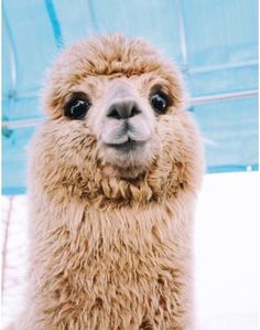 an alpaca looks at the camera while standing in front of a blue structure