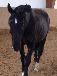 a black and white horse in an enclosed area