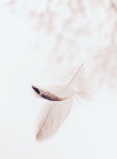 a white feather floating in the air with a tree in the back ground behind it